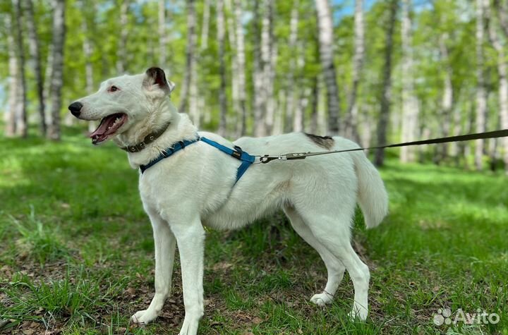 Нежный Кокос скучает в приюте