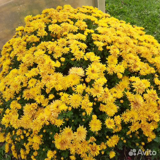 Хризантема мультифлора