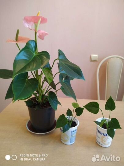 Традесканция, Антуриум, фиалка, Эписция,папоротник