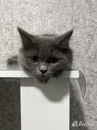 Кошки породистые бесплатно