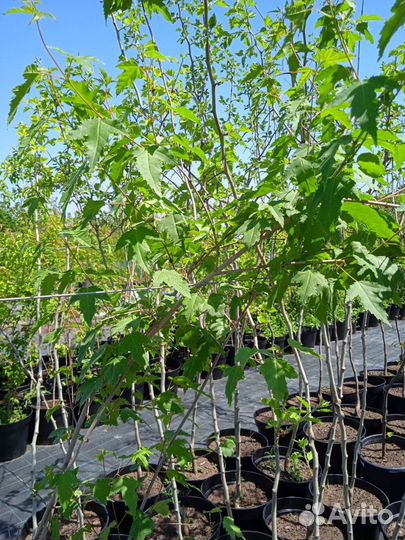 Клен Гиннала