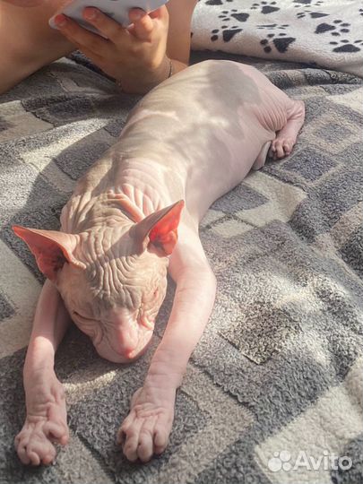 Донской сфинкс