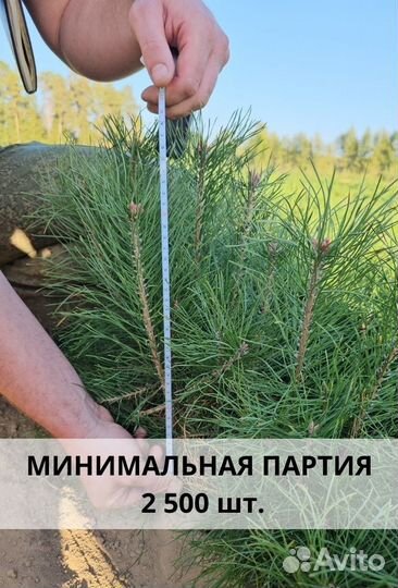 Сеянцы ели окс