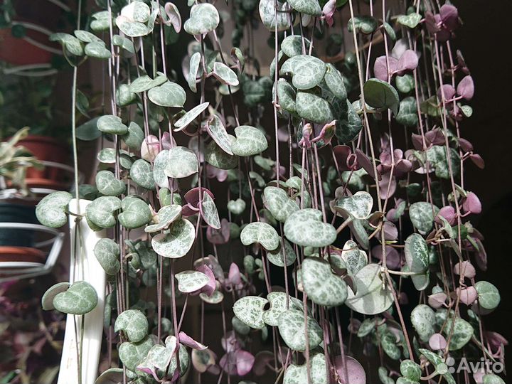 Церопегия Вуду, варигатная