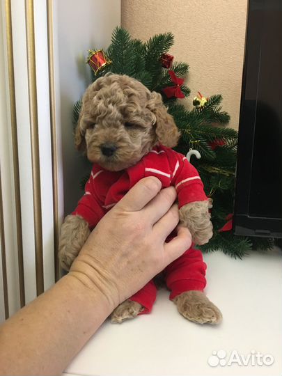 Щенки мальтипу f1 мини