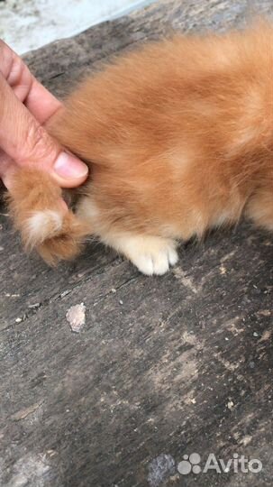 Отдаю даром котика рыжего