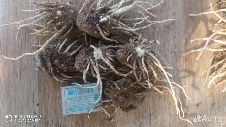 Калла клубни