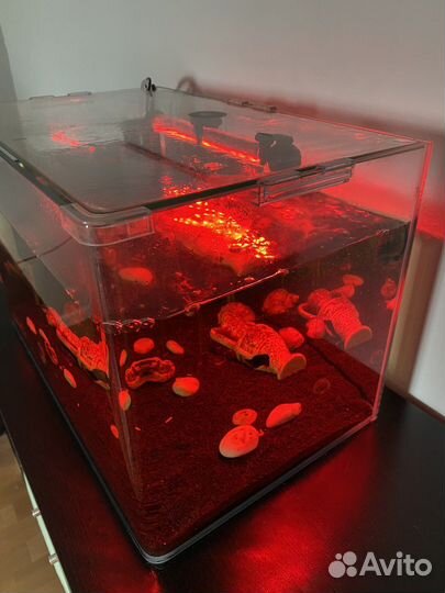 Аквариум