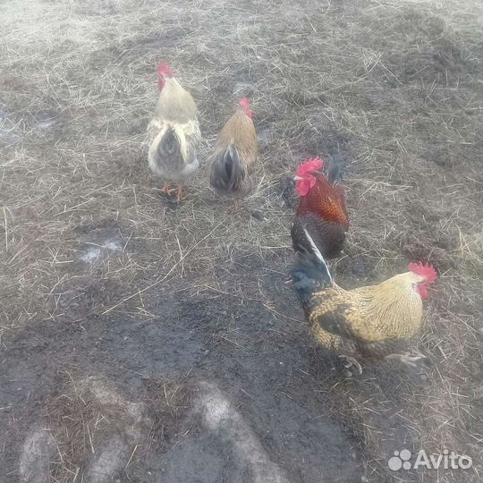 Продам домашних петухов, 1 год