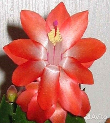 Декабрист сортовой