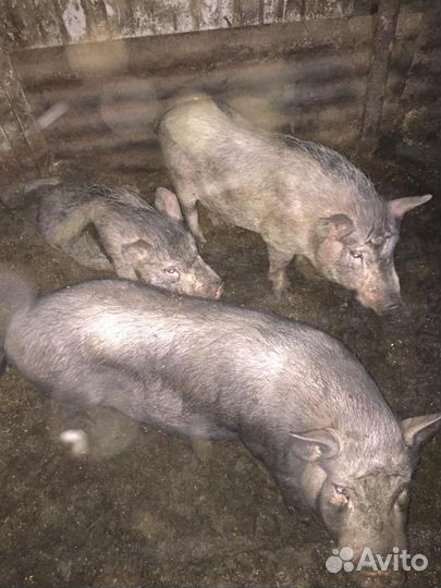 Кабанчик вьетнамский