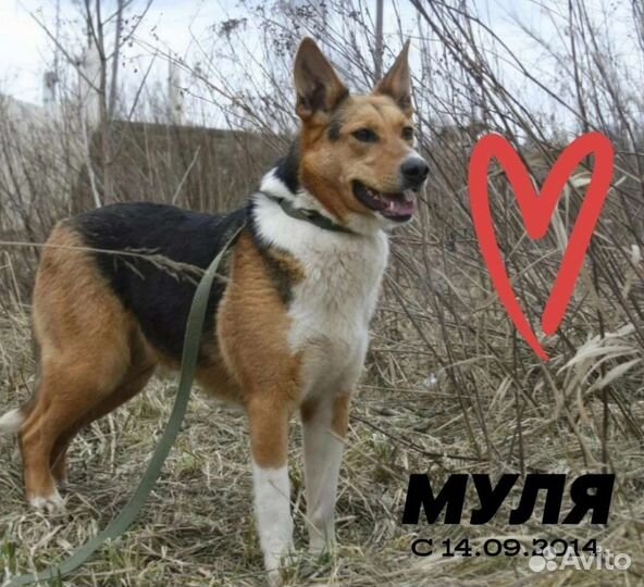 Собака в добрые руки