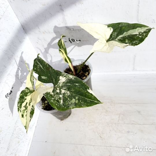 Сингониум imperial вайт