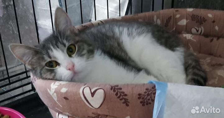 Кошка в дар