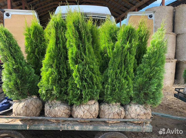 Туя Смарагд. Туи Пирамидальные