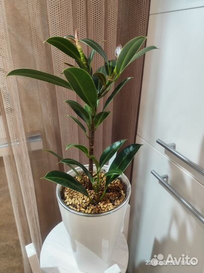 Фикус найроби