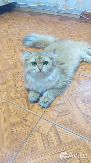 Британский кот 1 год, золотая шиншилла