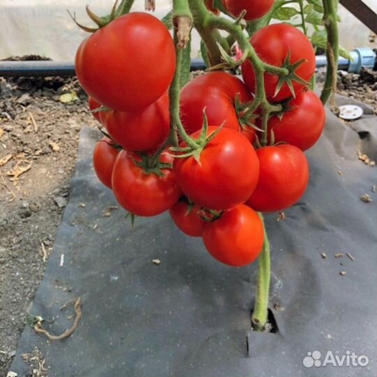 Семена томатов Хайнц 3402 F1,Дино F1,Петро россаf1