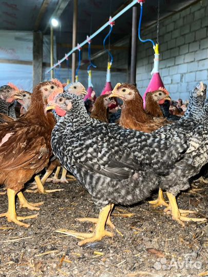 Куры бролеры