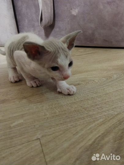 Котята сфинкс браш