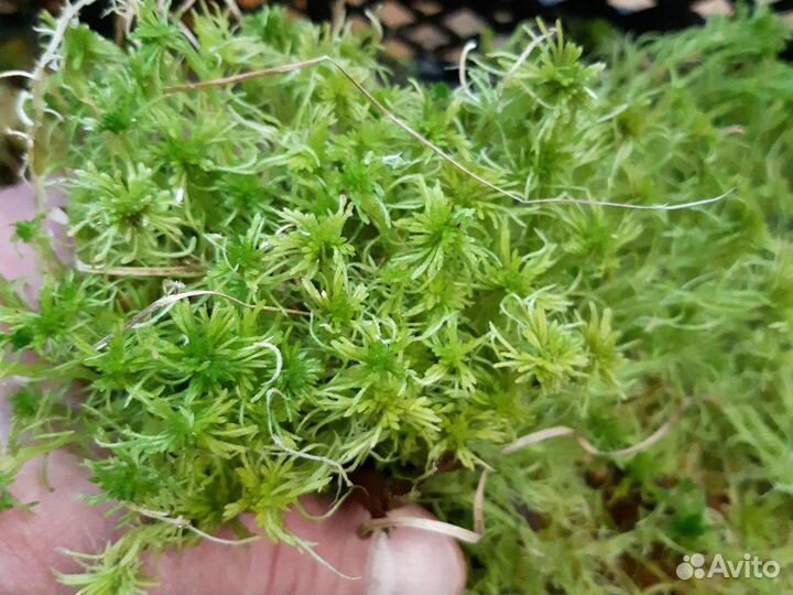 Мох сфагнум живой