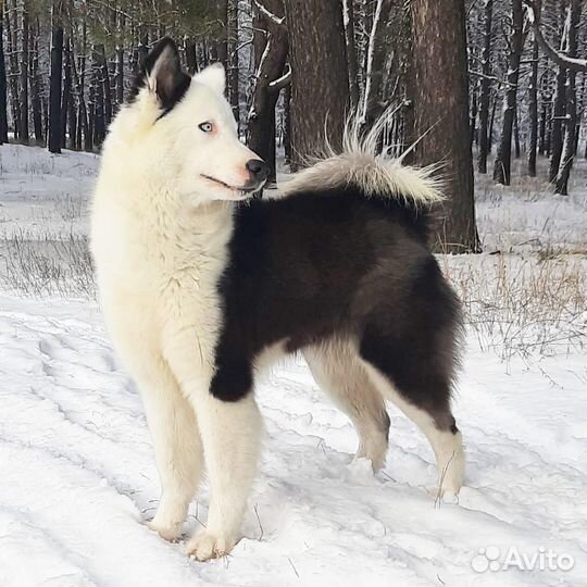Якутская лайка