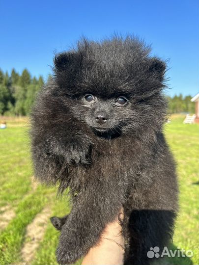 Померанский шпиц