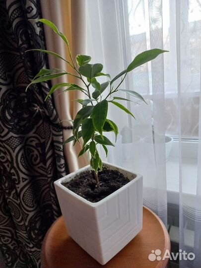 Фикус в кашпо