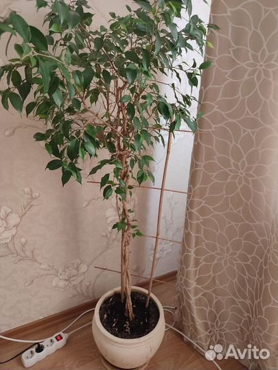 Продам фикус бенджамина
