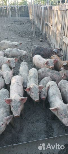 Поросята