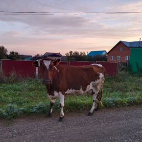 Корова дойная молочная