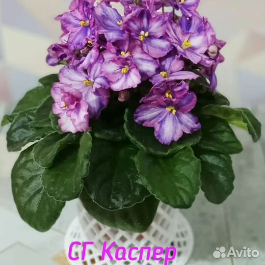 Фиалки химеры