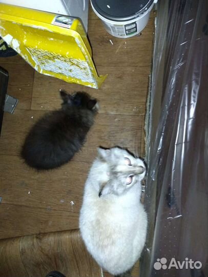 Отдам в добрые руки