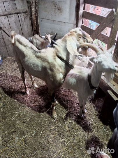 Козел камори-нубиец