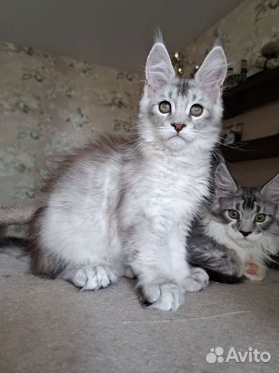 Котята мейн-кун