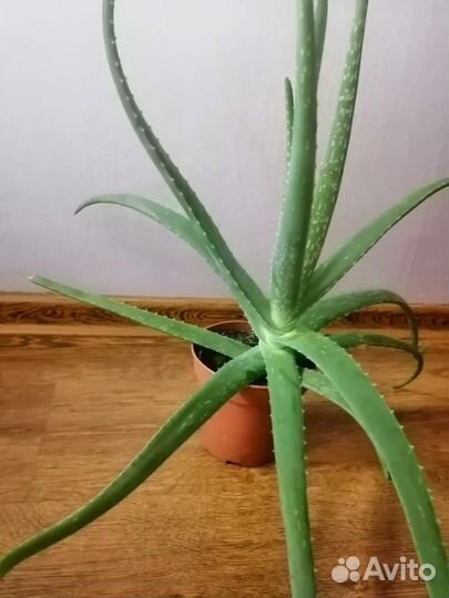 Алоэ лечебный, возраст - 4 года