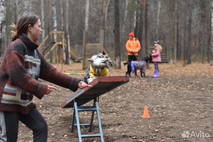 Дрессировка и воспитание собак