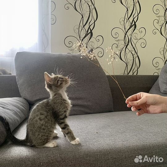 Два котика