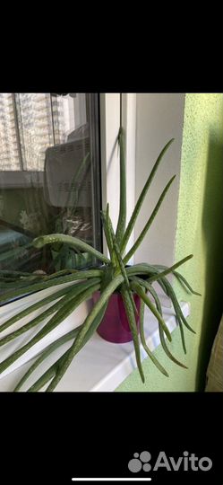 Алоэ суккулент кактус