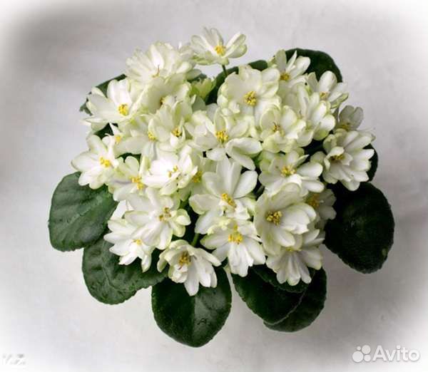 Сортовые фиалки