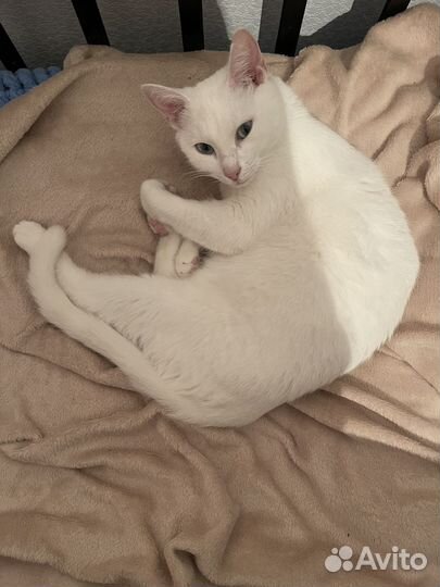 Кошка в добрые руки