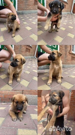 Щенки немецкой овчарки в добрые руки