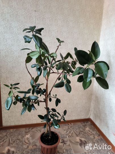 Комнатные цветы