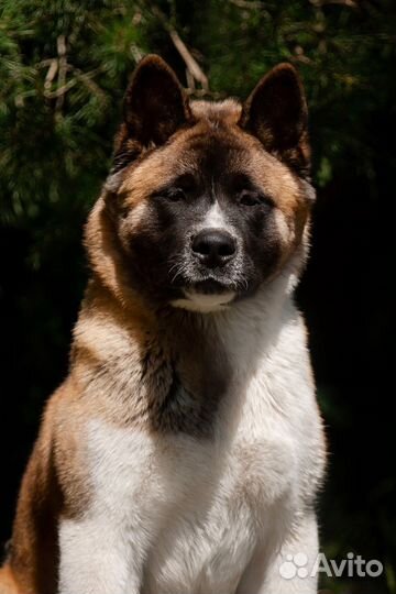 Щенки американской акиты