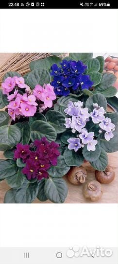 Фиалка в горшках