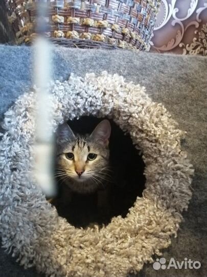 Кошечка Ёка