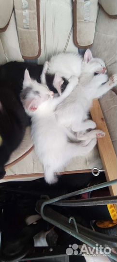 Котята в добрые руки 2 месеца