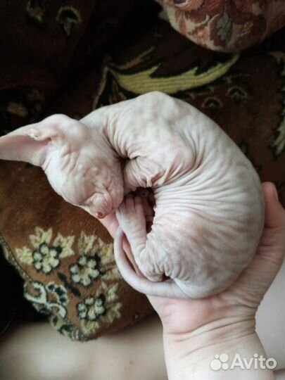 Канадский сфинкс котенок