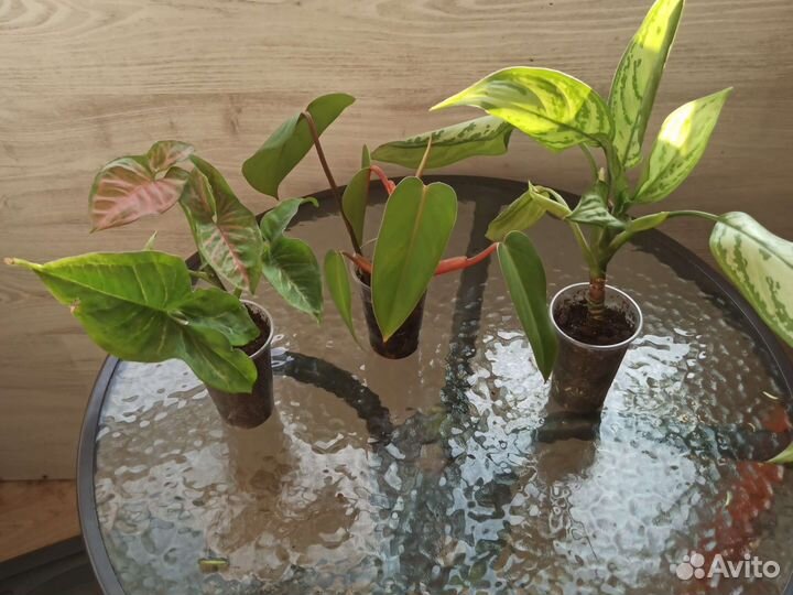 Комнатные растения любой за