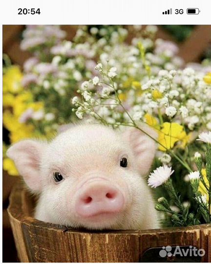 Поросята ландрас дюрок